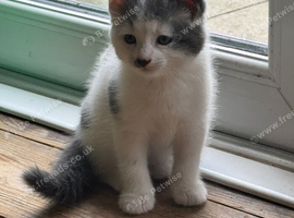 Male kitten