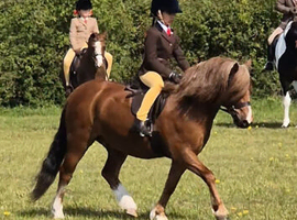 First ridden/lead rein