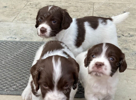 For sale &ndash; Superb KC Reg Pedigree English Springer Spaniel Puppies
