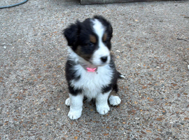 Ausssie puppies! Last 2 girlls available KC registred
