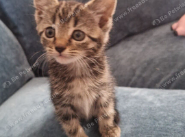 Beautiful tiny little girl. Ready now