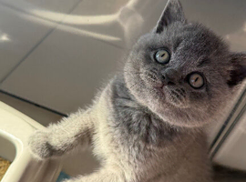 Gorgeous GCCF BSH Kittens