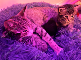 Kitten very soft and floffy