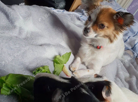 10 year old chihuahua