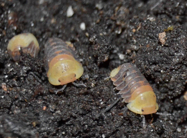 Rubber Ducky Isopods (Cubaris sp.)