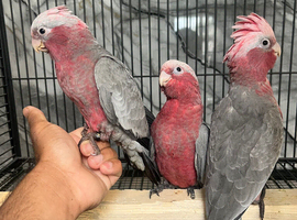 Hand-Rearing Baby Cuddly Super Tame Galah Cockatoo Parrot,16