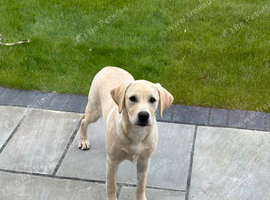 8 months old girl