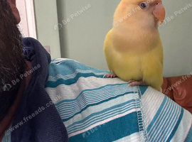 Silly tamed love bird