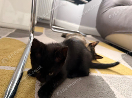Nice mixed bob tail kittens