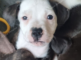2 beautiful pups looking for their forever home
