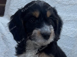 Health tested cockapoo puppies