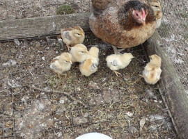 banty hen with chicks