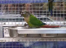 Stunning Baby Conure