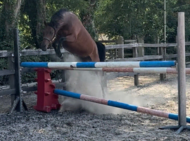 Potential BS / PC pony