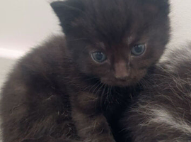 3 kittens looking for loving homes