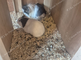 2x female guinea pigs