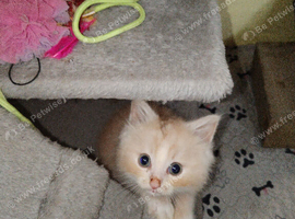 Ragdoll/ragdoll mix domestic
