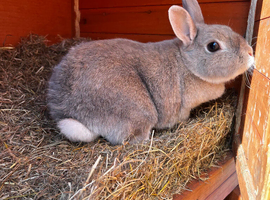 4 years old female netherland dwarf rabbit