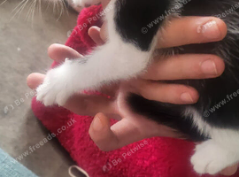 3 kittens for sale