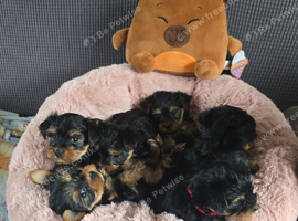 5 little cuddly loving puppies looking for their new loving home