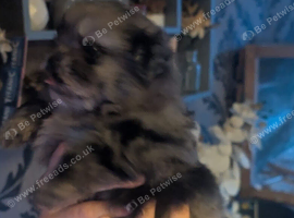 Beautiful fluffy pom-shiz puppies ready in 1 week