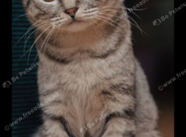 British short hair for rehome