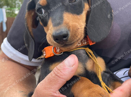 Miniature dachshund puppies