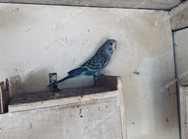 Baby budgie