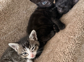 3 beautiful kittens