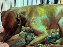 Beautiful Rhodesian Ridgeback puppies, family pet