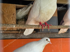 White Pigeon &pound;15