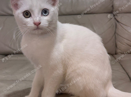 Cute kitten