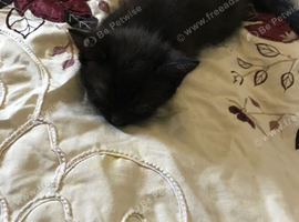 8 week old kittens