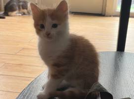 Kittens for sale