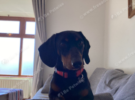 2 year old Dachshund to a good home
