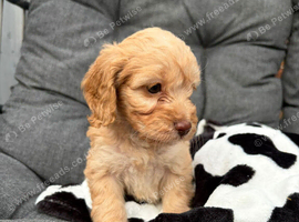 Beautiful Cockapoo Puppies