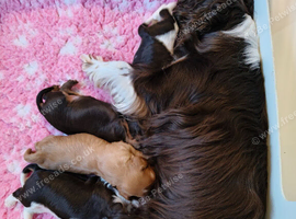Chocolate Cavalier King Charles Spaniels