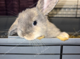 Loving baby bunny