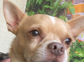 Beige chiuhuahua  stud