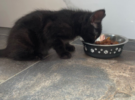 One kitten for sale