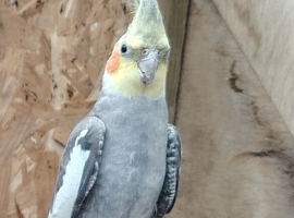 Lovely cockatiel with cage