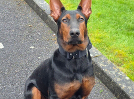 CHINESE RED DOG FEMALE 7MTS