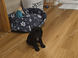 9 week old KC registered cocker spaniel puppy