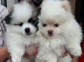 2 Tiny Teddy Pomeranian Puppies for sale