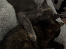 2 beautiful sisters