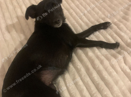 Looking for male stud toy Chihuahua