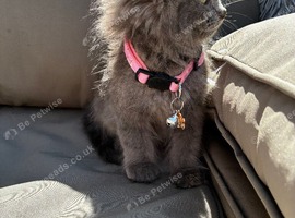 9 weeks old Ragdoll X British short hair 4 kittens available ready now