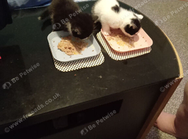 Kittens for sale