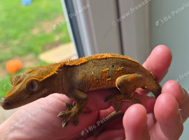 Female crestie and full set up