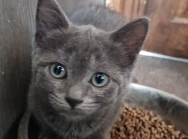 Last 2 Ragdoll/russian blue cross
